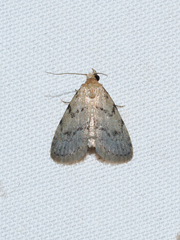 Dasyblemma straminea