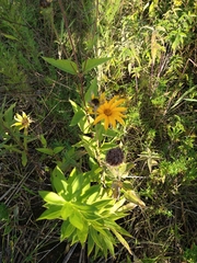 Helianthus pauciflorus