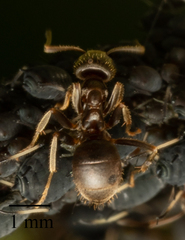 Lasius