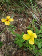 Hypericum crux-andreae