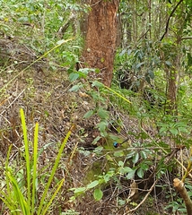 Malurus lamberti