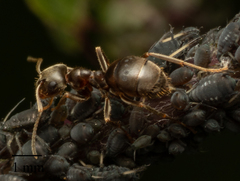 Lasius