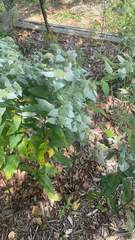 Pycnanthemum muticum