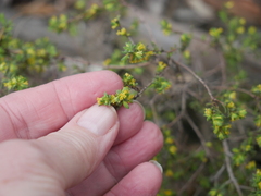 Pimelea serpyllifolia