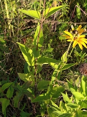 Helianthus pauciflorus
