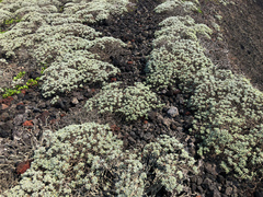 Crossostephium chinense