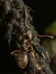 Lasius