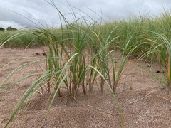 Ammophila breviligulata
