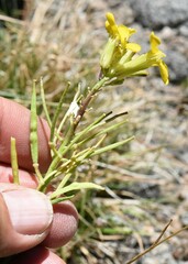 Erysimum perenne