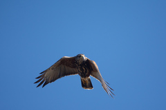 Parabuteo unicinctus