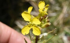 Erysimum perenne