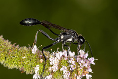 Ammophila procera