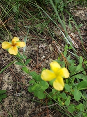 Hypericum crux-andreae