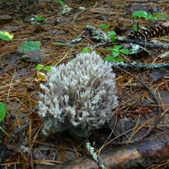 Clavulina coralloides