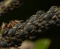 Aphis