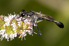 Ammophila procera