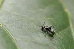 Camponotus