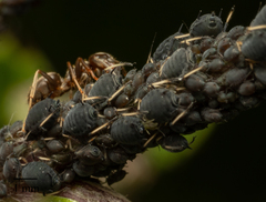 Aphis