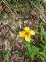 Hypericum crux-andreae