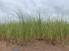 Ammophila breviligulata