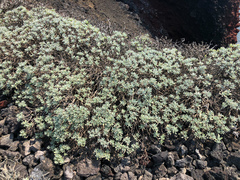 Crossostephium chinense