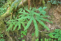 Adiantum aleuticum