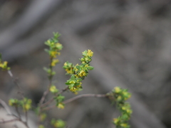 Pimelea serpyllifolia
