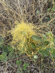 Cuscuta campestris