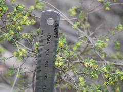 Pimelea serpyllifolia