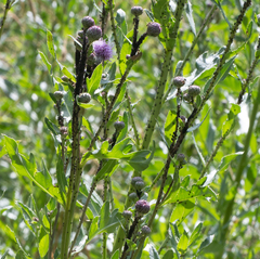 Aphis