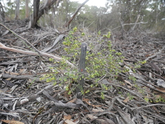 Pimelea serpyllifolia