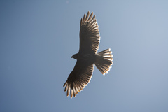 Parabuteo unicinctus