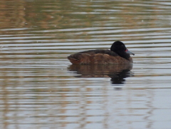 Heteronetta atricapilla
