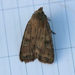 Diarsia rubi