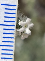 Cryptantha muricata