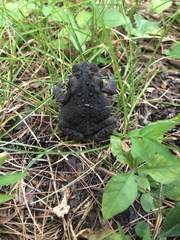 Anaxyrus americanus