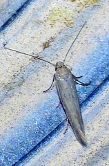 Scythrididae