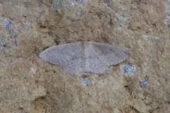 Idaea eugeniata