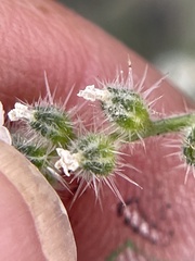Cryptantha muricata