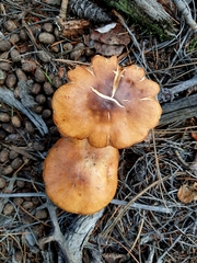 Gymnopilus