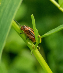 Disonycha bicarinata