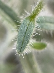 Cryptantha muricata