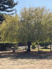 Salix babylonica