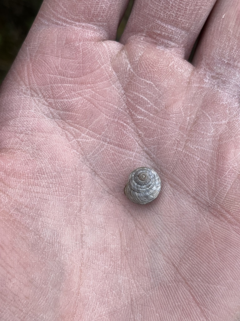 Black Hills Mountainsnail