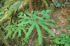 Adiantum aleuticum