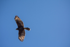 Parabuteo unicinctus