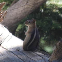Callospermophilus lateralis