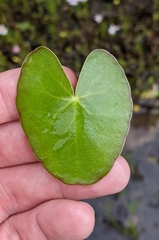Nymphoides cordata