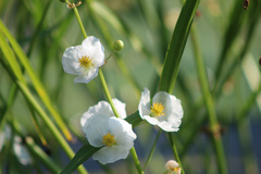 Sagittaria