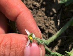 Solanum triflorum